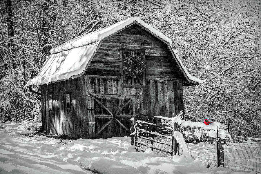 Early December Snowfall Black and White with Red Cardinal Photograph by Debra and Dave Vanderlaan