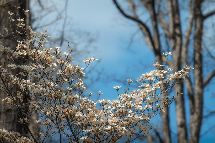 Spring Photograph - Early Dogwood by James Barber
