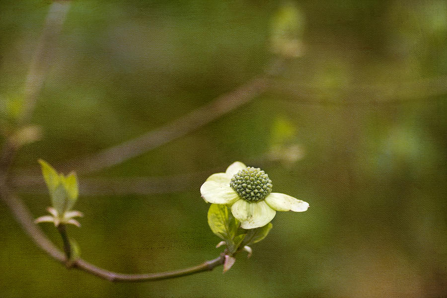 Spring Photograph - Early Dogwood by Rebecca Cozart