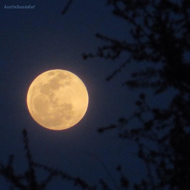 Tree Photograph - Early #evening #fullmoon On April 4th by Austin Tuxedo Cat