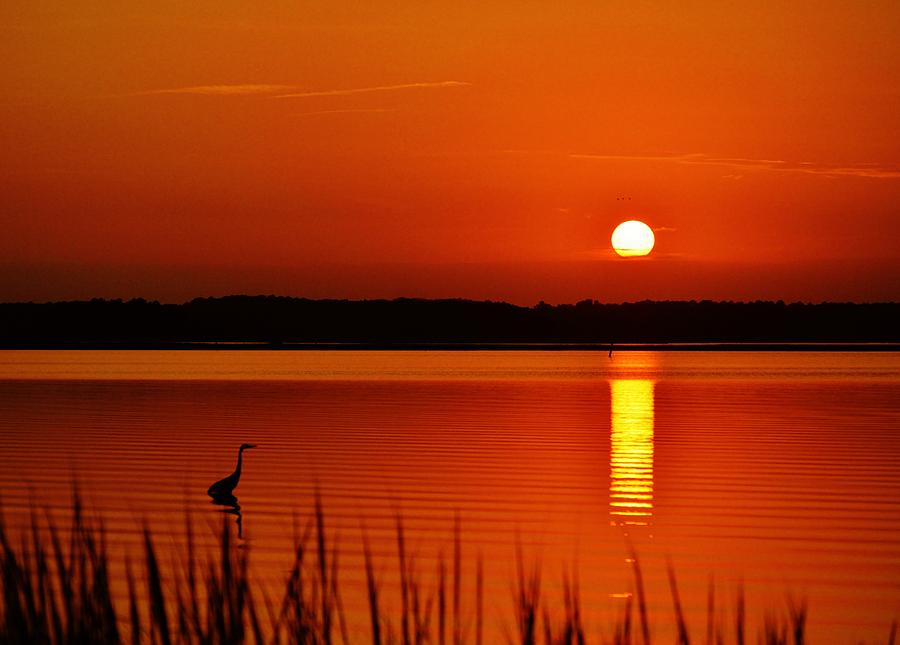 Evening Heron - A Heron takes a summer strolls along the shallows of a peaceful orange bay at sunset Photograph by Billy Beck