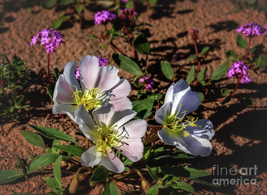 Early Evening Primrose  Photograph by Robert Bales