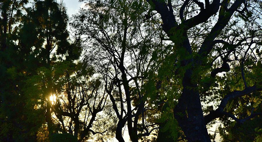 Early Evening Sunset Through the Trees Photograph by Linda Brody