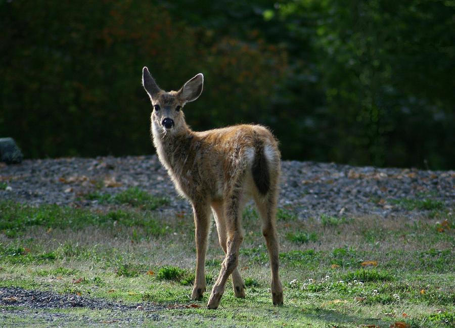 Deer Photograph - Early Fall Blacktail Fawn by Teresa A Lang