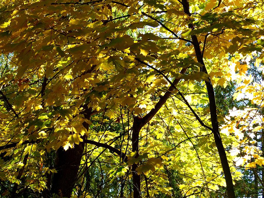 Early Fall Canopy Photograph by Will Borden