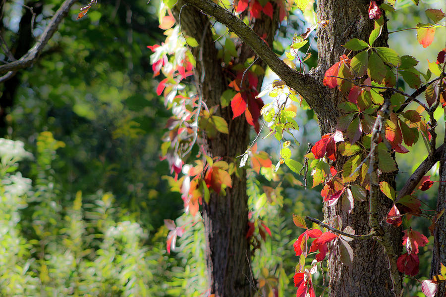 Fall Photograph - Early Fall Colors by Tracey Rees