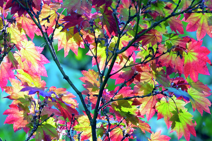 Early Fall Foliage Photograph by Emerita Wheeling