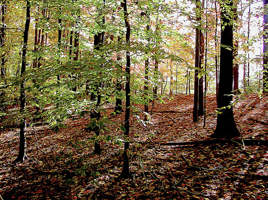 Early Fall Forest Photograph by Linda Carruth