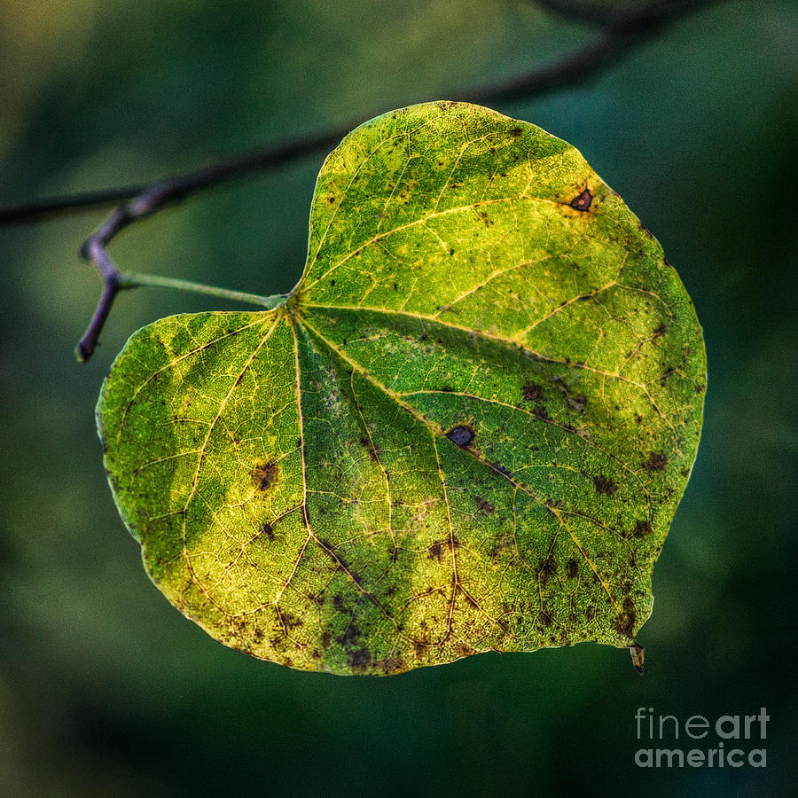 Early Fall Photograph by Michael Arend