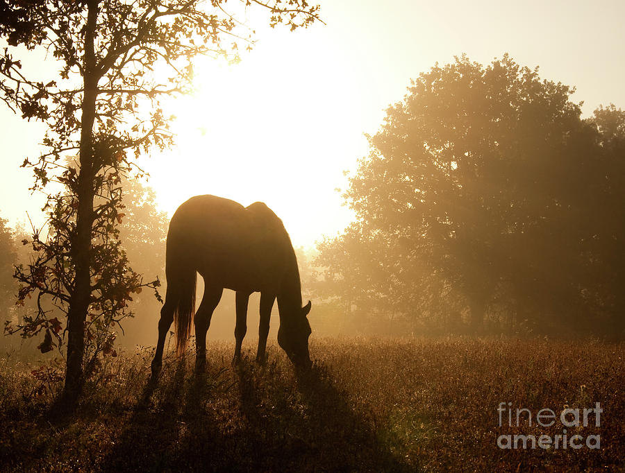 Early Fall Morning Photograph by Sari ONeal