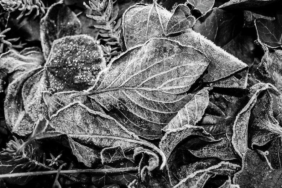 Early Frost Photograph by Robert Wilder Jr