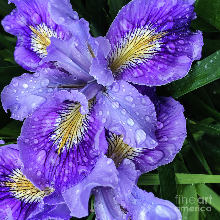 Iris Photograph - Early Iris in Spring Rain by Jill Greenaway