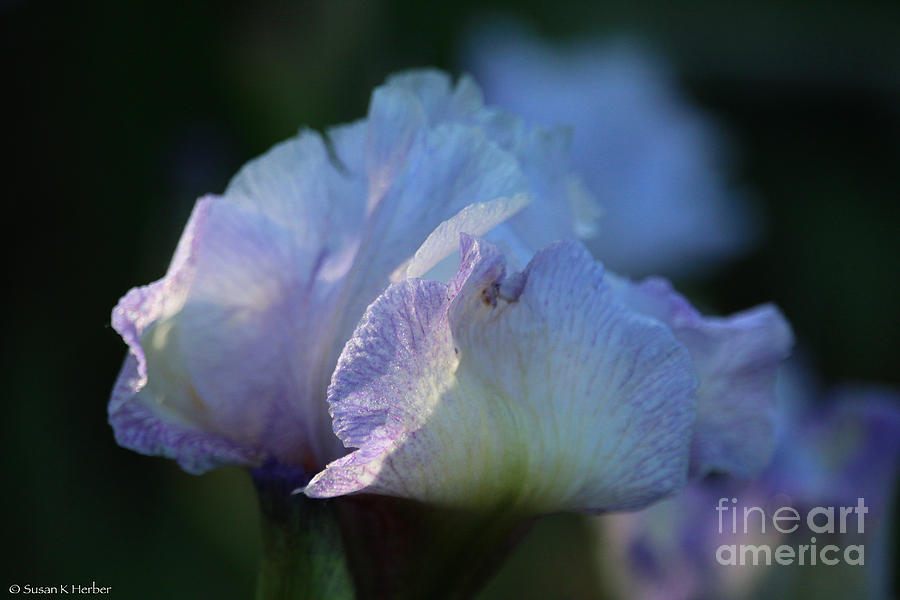 Nature Photograph - Early Iris Sunshine by Susan Herber
