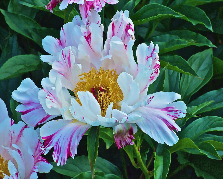 Early June Peonies Photograph by Janis Senungetuk