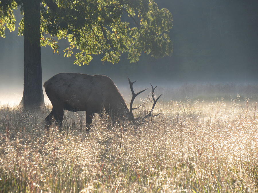 Early Light Elk Photograph by Joshua Bales