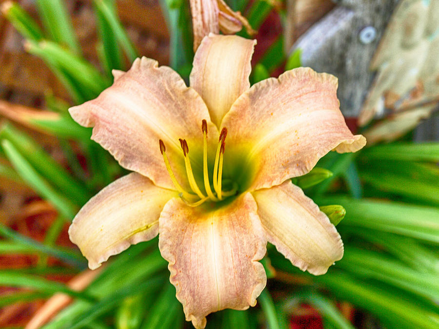 Early Lilly Photograph by Derek Jones - Fine Art America