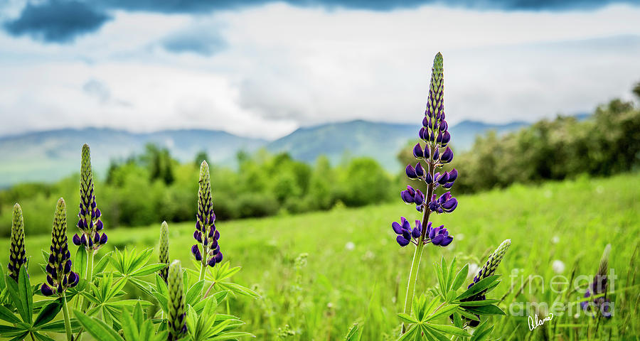 Early Lupines Photograph by Alana Ranney