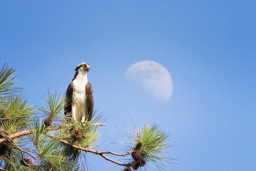 Osprey Photograph - Early Moonrise by Michael McStamp