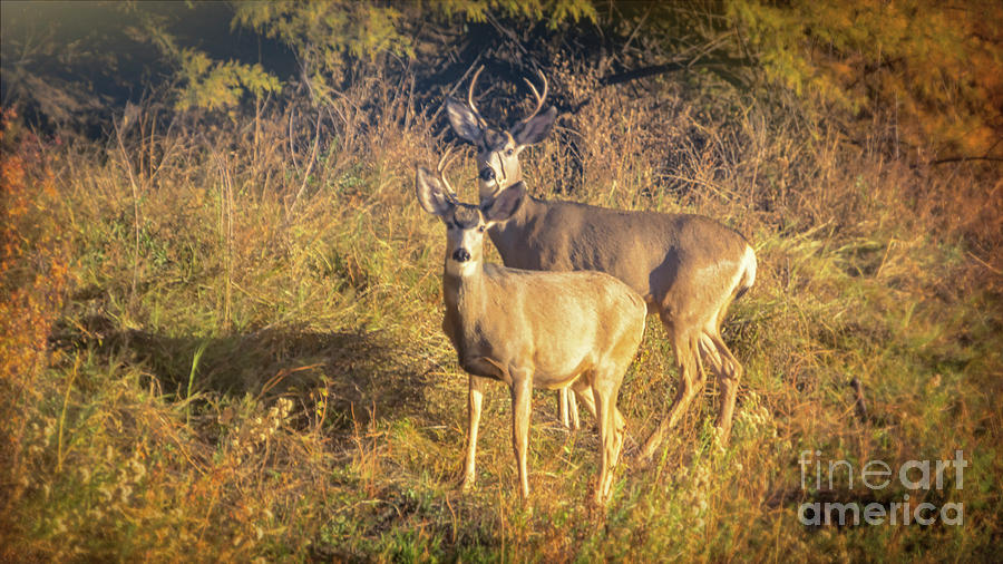 Early Morning Antlers Photograph by Janice Pariza