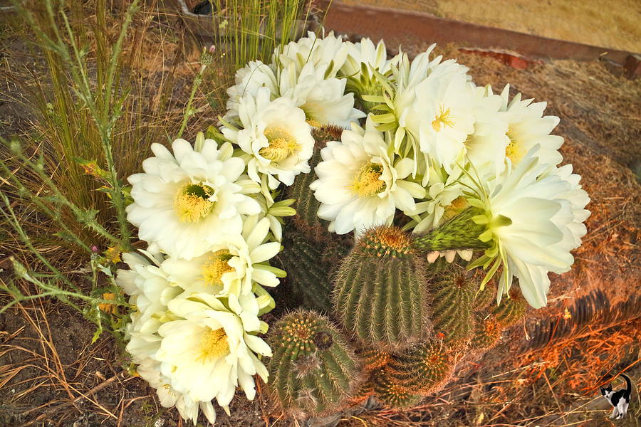 Early Morning Barrel Cactus Blossoms 3 Photograph by Joyce Dickens