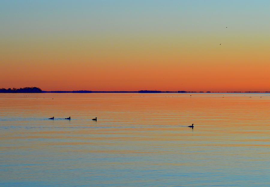 Early Morning Birds Two  Photograph by Lyle Crump