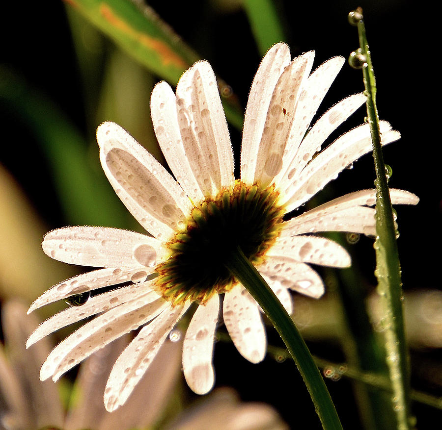 Early Morning Bloom by Ann Keisling Early Morning Bloom by Ann Keisling