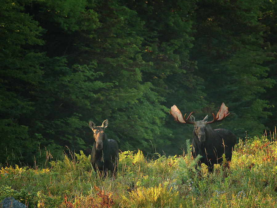 Early Morning Bull Moose With Cow Photograph by Duane Cross