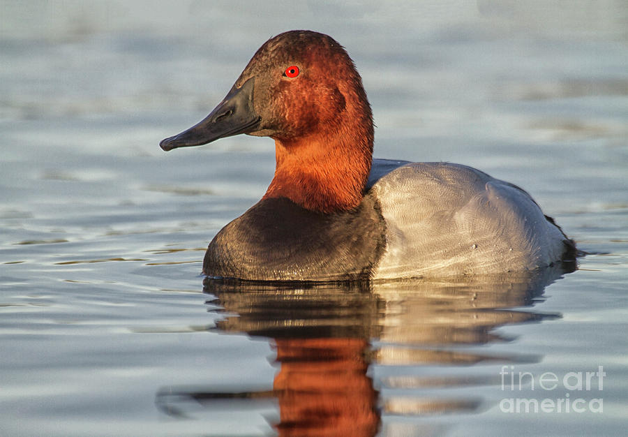 Early morning canvasback Photograph by Ruth Jolly