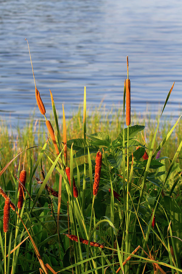 Early Morning Cattails Photograph by Arthur Dodd