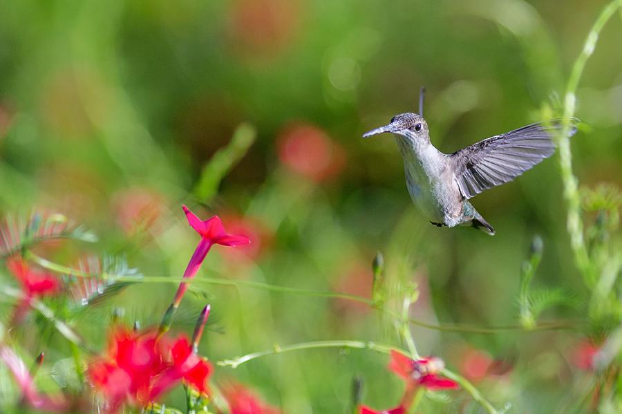 Hummingbird Photograph - Early Morning by Cindi Poole