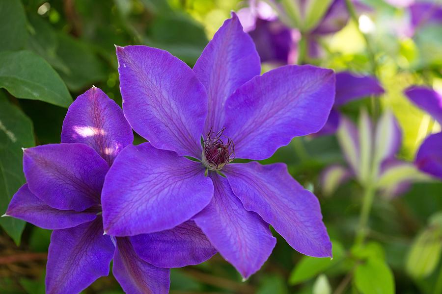 Early morning clematis Photograph by Lynn Hopwood