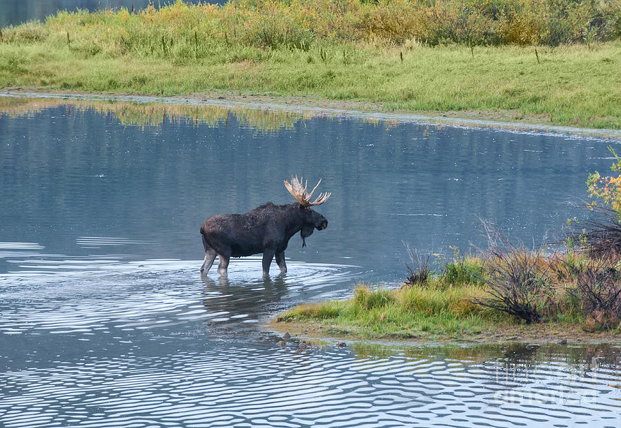 Early Morning Crossing in Grand Teton Photograph by Sandra Bronstein