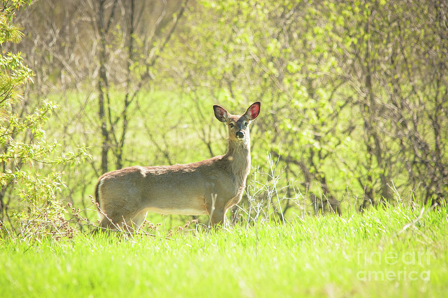 Early Morning Deer Photograph by Cheryl Baxter