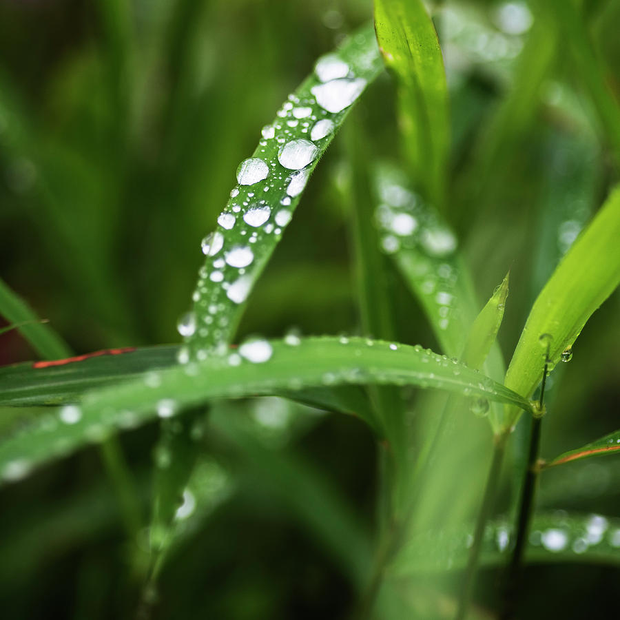 Early morning dew drops Photograph by Vishwanath Bhat - Fine Art ...
