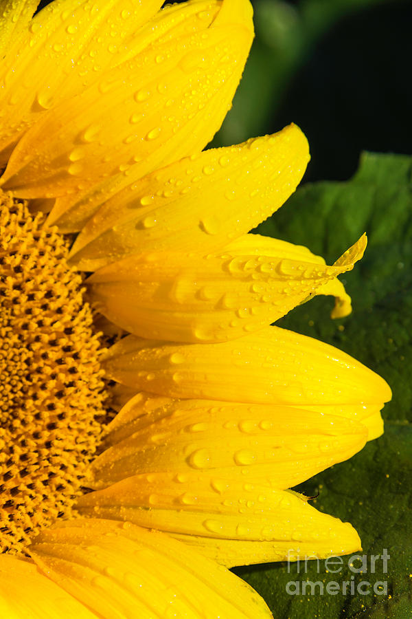 Sunflower Photograph - Early Morning Dew by Jean Hutchison