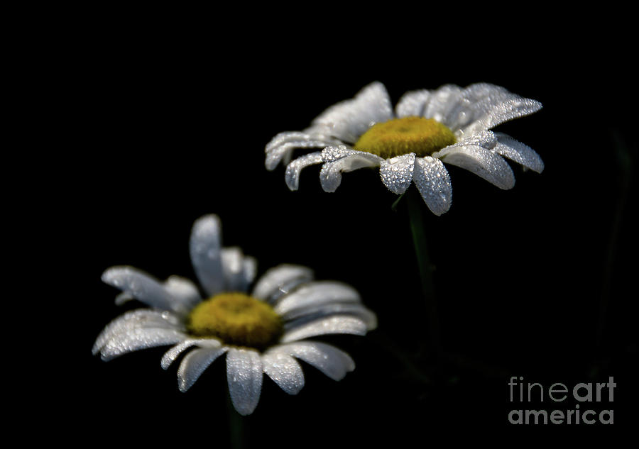 Early Morning Dew on Daisies Photograph by Cheryl Baxter