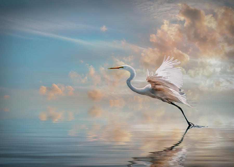 Early Morning Egret Photograph