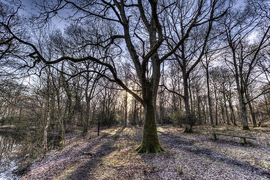 Early Morning Forest Photograph by David Pyatt