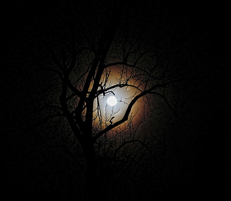 Early morning full moon Photograph by Ronda Ryan