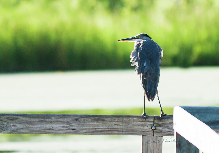 Early Morning Great Blue Heron Photograph by Ed Peterson