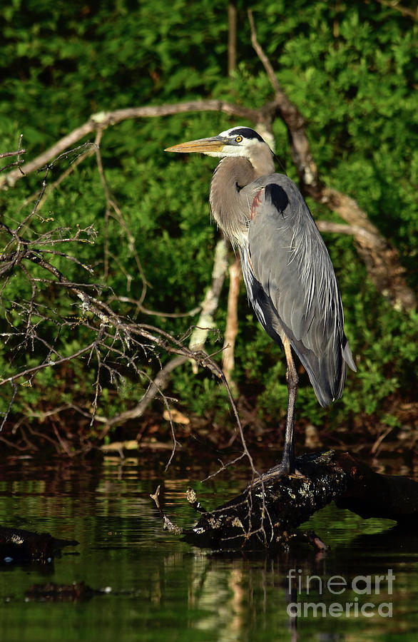 Early Morning Heron 2018 by Theresa Kocka Early Morning Heron 2018 by Theresa Kocka