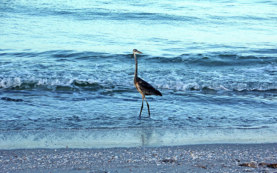 Early Morning Heron Beach Walk I Photograph by Debbie Oppermann