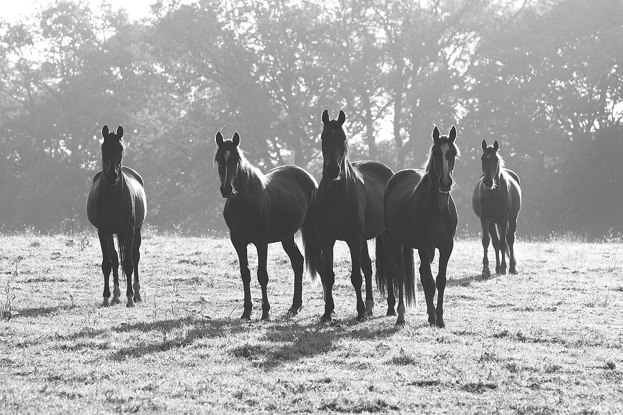Early Morning Horses Photograph by Hazy Apple