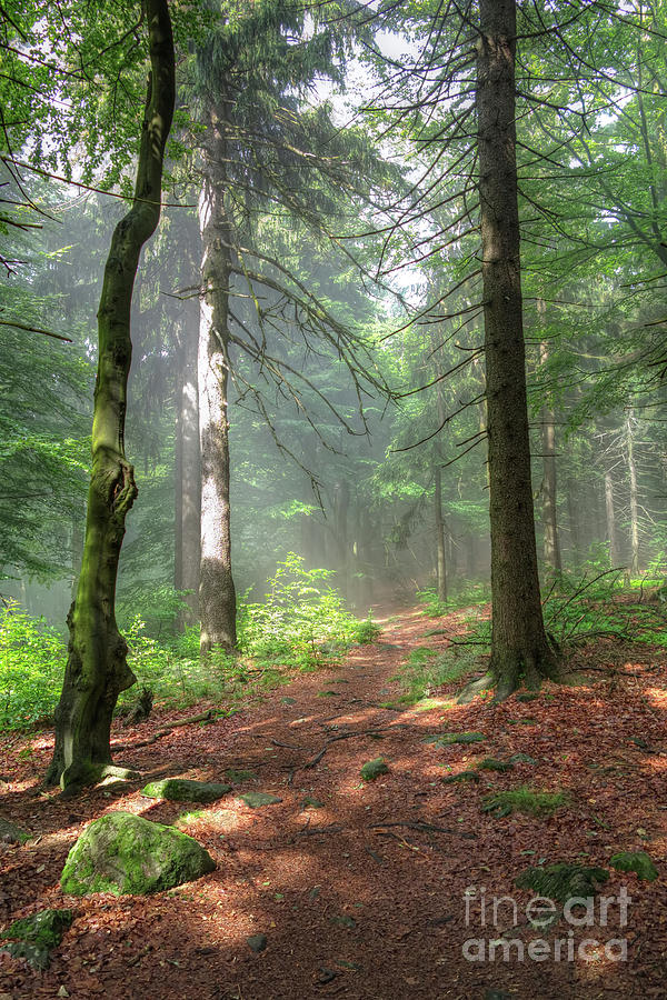 Nature Photograph - Early morning in the forest by Michal Boubin