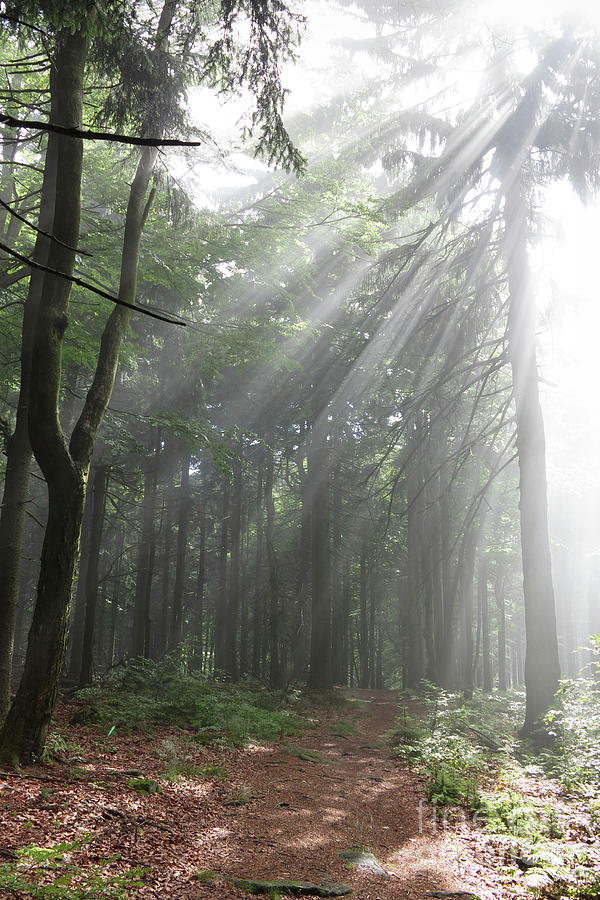 Early morning in the forest - sun rays Photograph by Michal Boubin