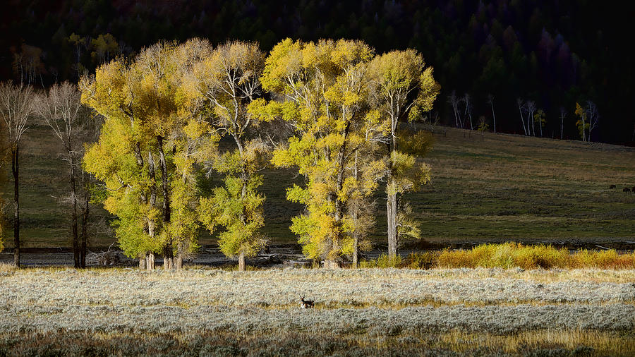 Early morning Lamar Valley Photograph by Bill Dodsworth