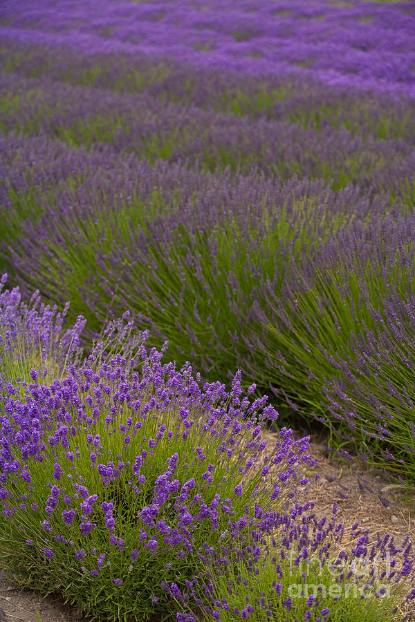 Early Morning Lavender Photograph by Mike Reid