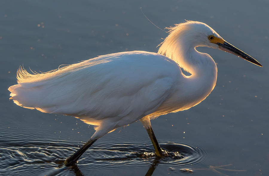 Early Morning Light on Egret Photograph by Marc Crumpler