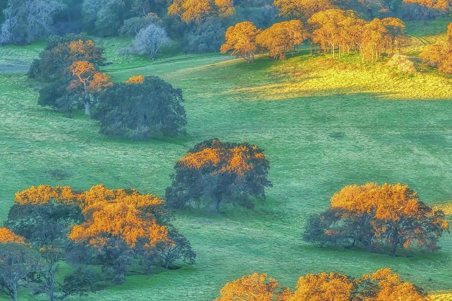 Early Morning Light on Tree Tops Photograph by Marc Crumpler