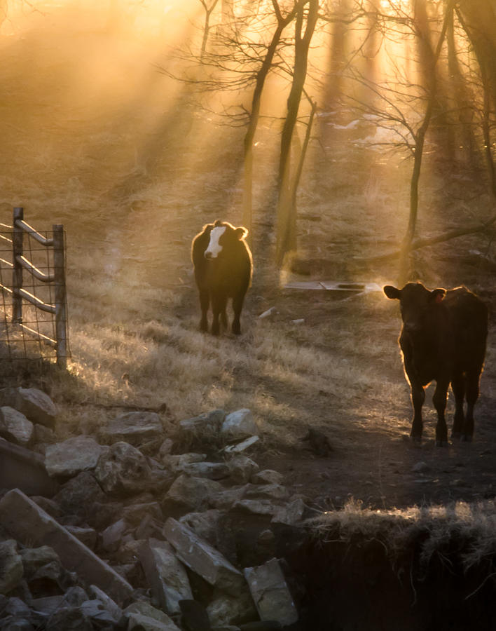 Early Morning Light Photograph by Steve Marler